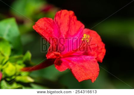 Red four o'clock flower (Mirabilis Jalapa) macro shot
