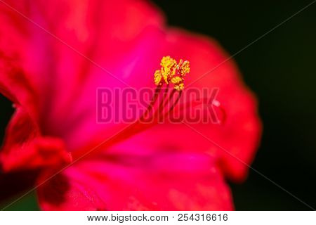 Red four o'clock flower (Mirabilis Jalapa) macro shot