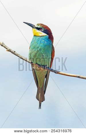 Closeup Of A Apiaster Sitting On A Branch On Blue Sky Background, Birds Of Paradise, Merops Rainbow 