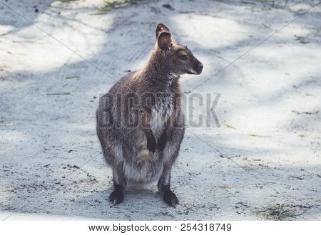 Wallaby (macropodidae) Hanging Around The Park In Vintage Setting