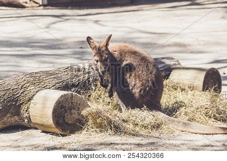 Wallaby (macropodidae) Hanging Around The Park In Vintage Setting