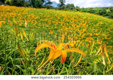 Orange Daylily Flower(tawny Daylily) Bloom Over The Whole Mountain With The Background Of Bright Blu