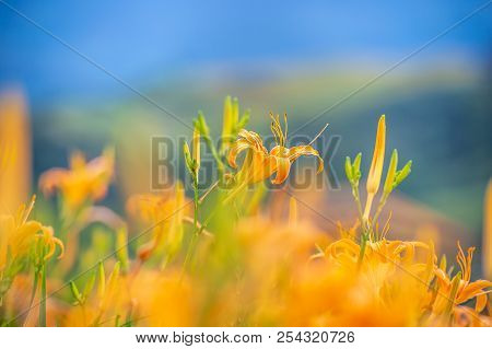 Orange Daylily Flower(tawny Daylily) Bloom Over The Whole Mountain With The Background Of Bright Blu