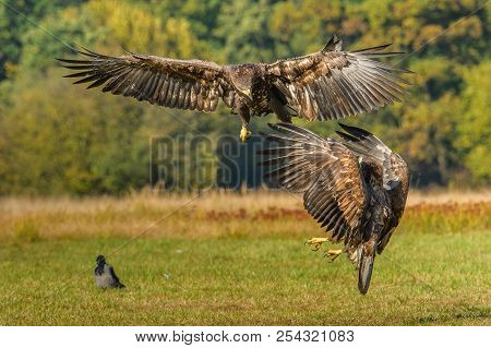 The White-tailed Eagles Are Fighting In Autumn Color Environment Of Wildlife. Also Known As The Ern,