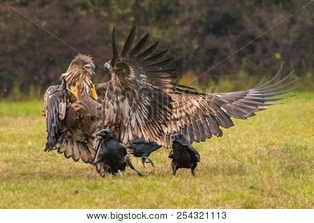 The White-tailed Eagles Are Fighting In Autumn Color Environment Of Wildlife. Also Known As The Ern,
