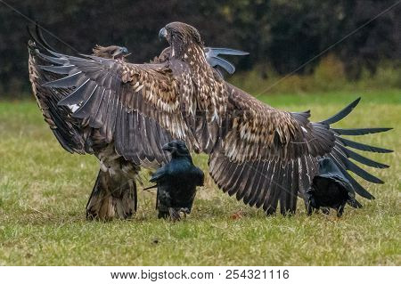 The White-tailed Eagles Are Fighting In Autumn Color Environment Of Wildlife. Also Known As The Ern,