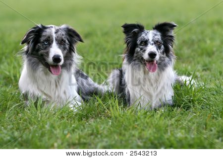 Bordercollie pari