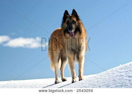 Belgisk vallhund