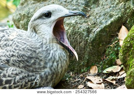Hungry Little Bird Waiting For Food From His Mother.