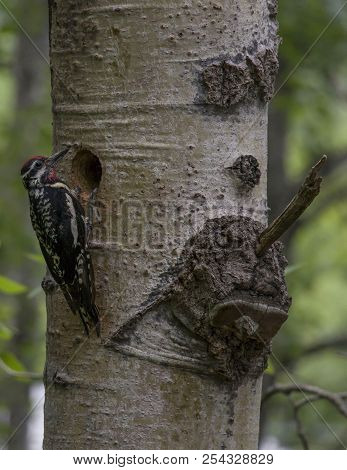 Hairy Woodpecker Perched On A Birch Tree.