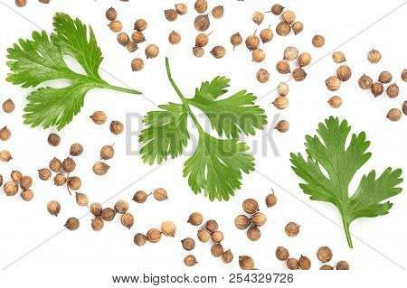 Coriander Seed And Leaves Isolated On White Background With Copy Space For Your Text. Top View. Flat