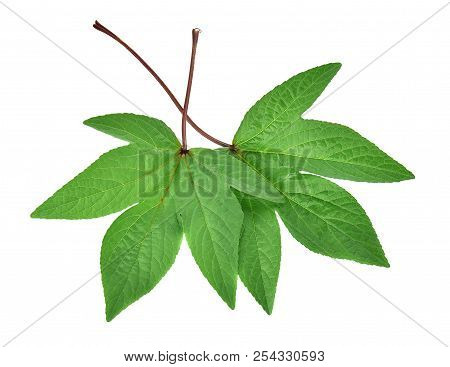 A Roselle Leaves Isolated On White Background