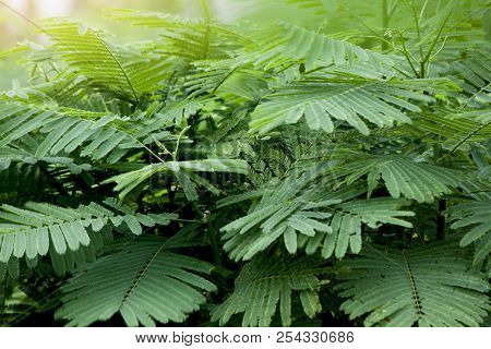 Nature Of Green Acacia Pennata,climbing Wattle,senegalia Pennata In Garden.