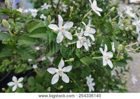 Beautiful Wrightia, Antidysenterica