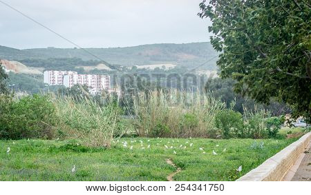 Field Of Birds