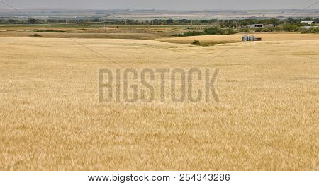 Summer Prairie Scene