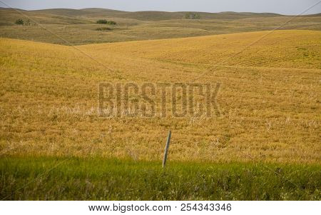 Summer Prairie Scene