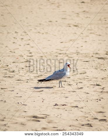 Birds Over The Beach