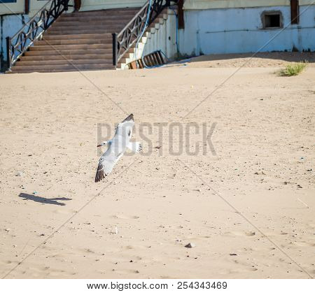 Birds Over The Beach