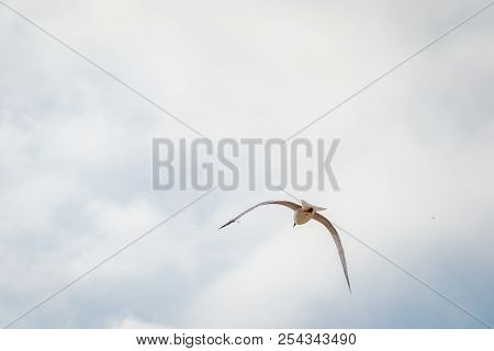 Bird Flying