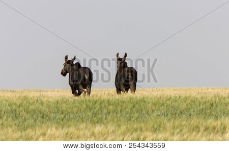 Prairie Moose Saskatchewan