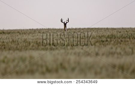Prairie Mule Deer