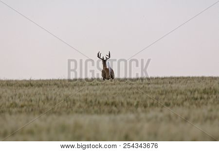 Prairie Mule Deer