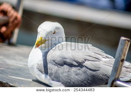 Birds On A Boat
