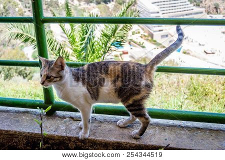 A Beautiful Cat In The Nature In Summer