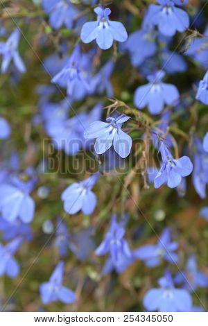 Garden Lobelia