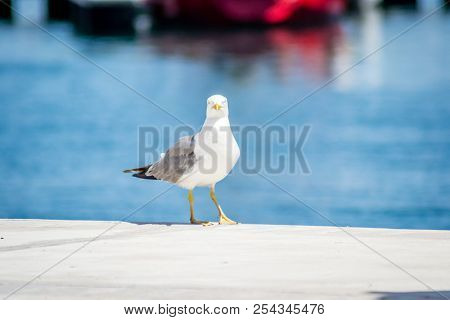 Birds In Harbor