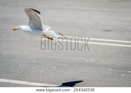 Birds In Harbor