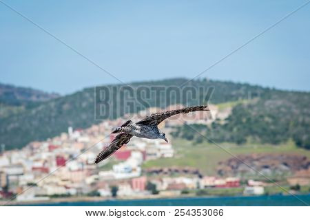 Birds Over The City