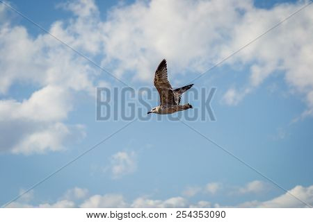 Birds Over The City