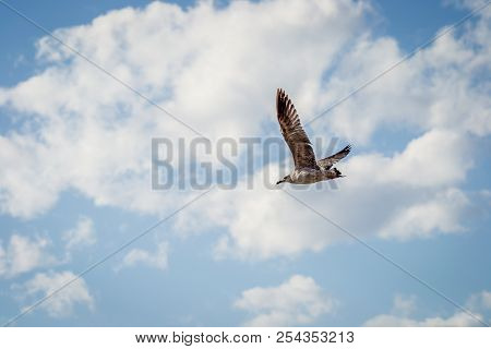 Birds Over The City