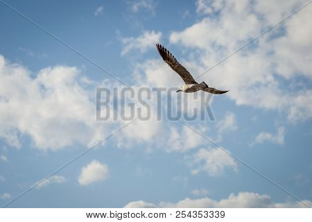 Birds Over The City