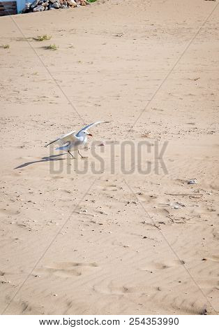 Birds Over The Beach