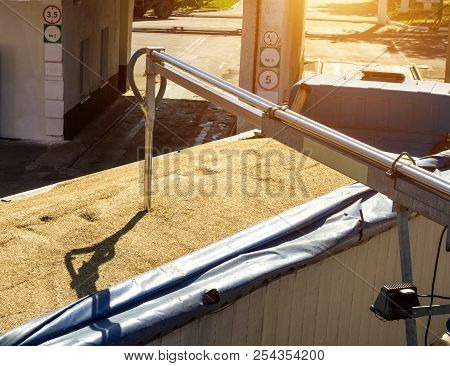 From A Grain-laden Lorry Take Grain For Analysis, Grain Processing, Kernel
