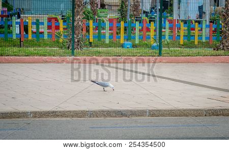 Birds On Street