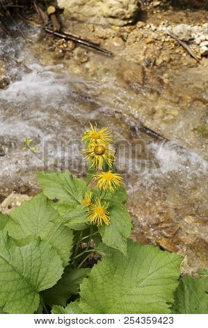 Background With Wildflower - Heartleaf Oxeye, Telekia Speciosa