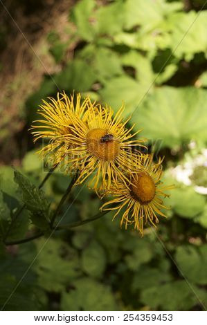 Background With Wildflower - Heartleaf Oxeye, Telekia Speciosa