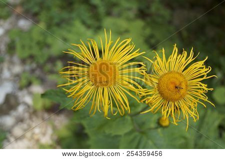 Background With Wildflower - Heartleaf Oxeye, Telekia Speciosa