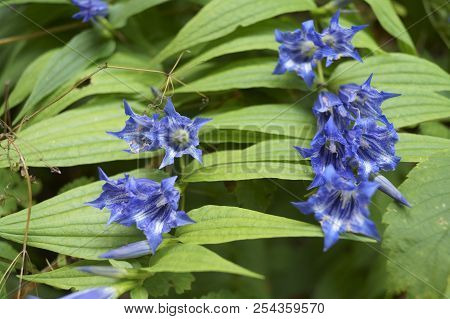 Background With Wildflower - Enzian,  Willow Gentian, Gentiana Asclepiadea