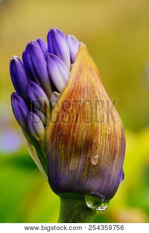 The Flower Is Breaking Out Of The Bud