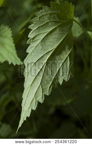 Green Nettle Leaf, Argute Plant, Flora, Forest