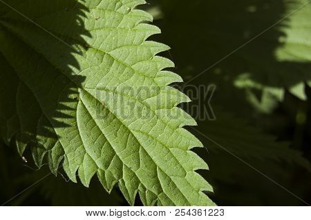 Green Nettle Leaf, Argute Plant, Flora, Forest
