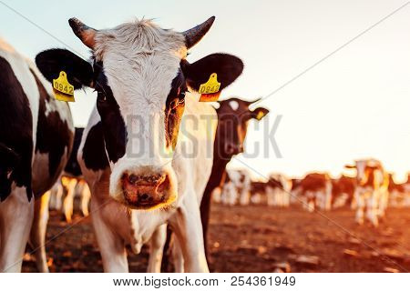 Cows Grazing On Farm Yard At Sunset. White And Black And Brown Cattle Eating And Walking Outdoors.