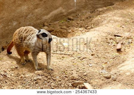 Meerkat Standing In The Sand And Looking To The Side
