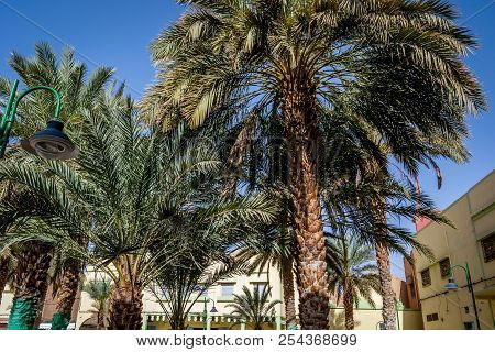 Desert Of Figuig