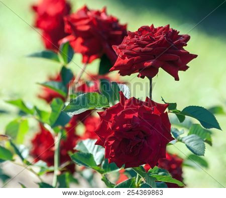 Rose Grade Lubecker Rotspon, Burgundy-red, Flowers Are Dark Red, Same Shade On Both Sides Of Petal, 